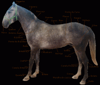 /album/galeria-de-fotos/corpo-do-cavalo-gif/