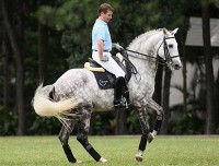 /album/galeria-de-fotos/cavalo-lusitano-jpg/
