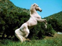 /album/galeria-de-fotos/a0-jpg1/