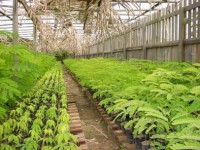 /album/galeria-de-fotos/reflorestamento-jpg/